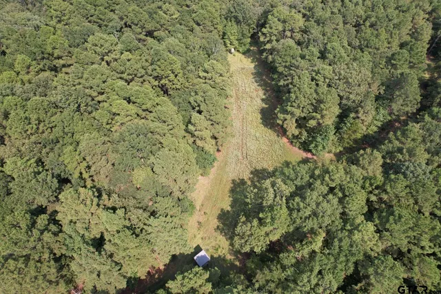a view of a forest with lots of trees
