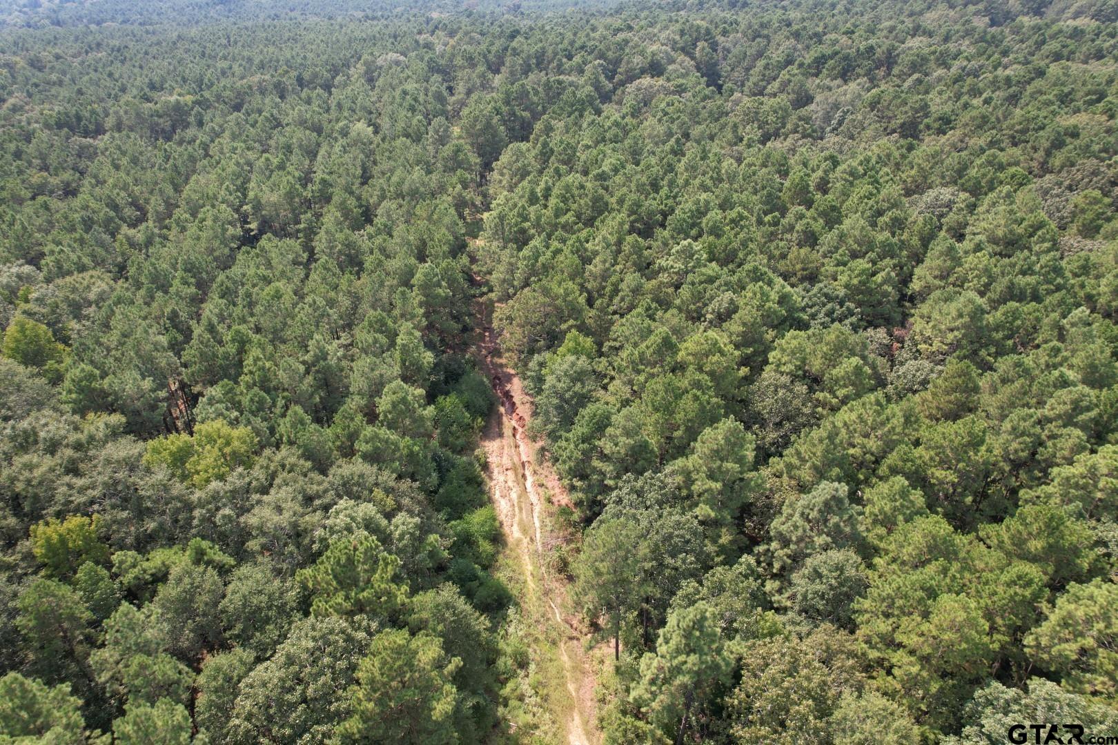 283 County Road 283 Garrison, TX 75946 - Photo 9 of 34 a view of a forest with lots of trees