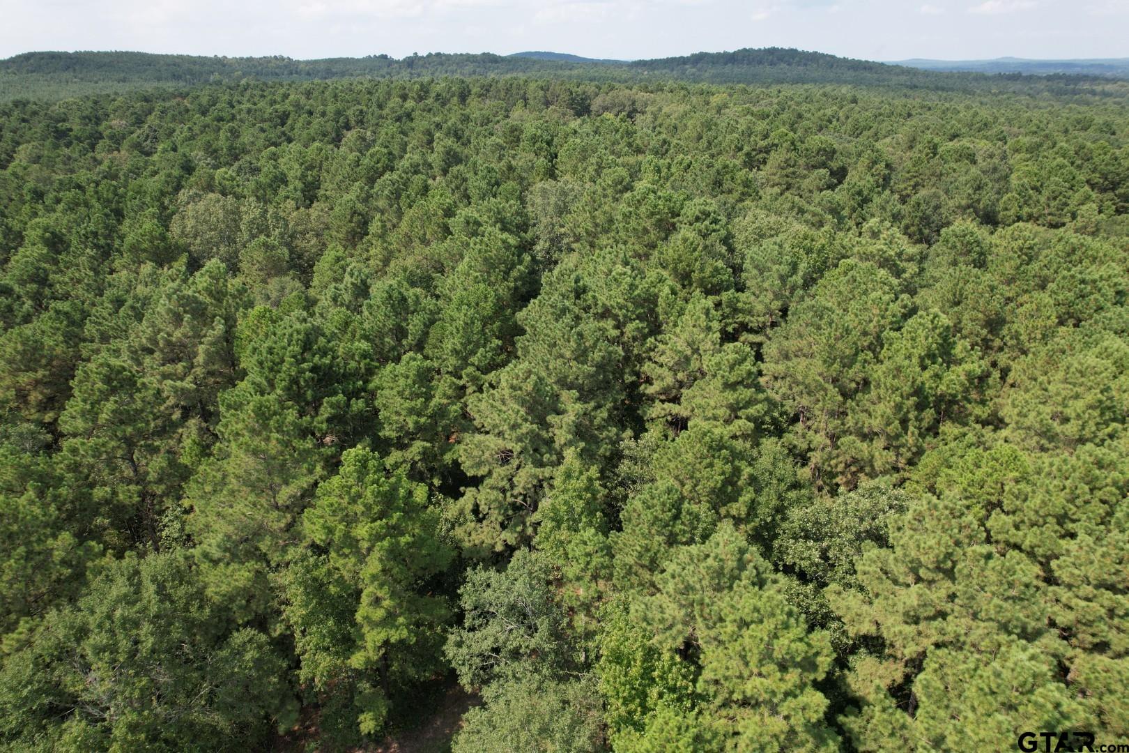 283 County Road 283 Garrison, TX 75946 - Photo 10 of 34 a view of a green field with lots of bushes