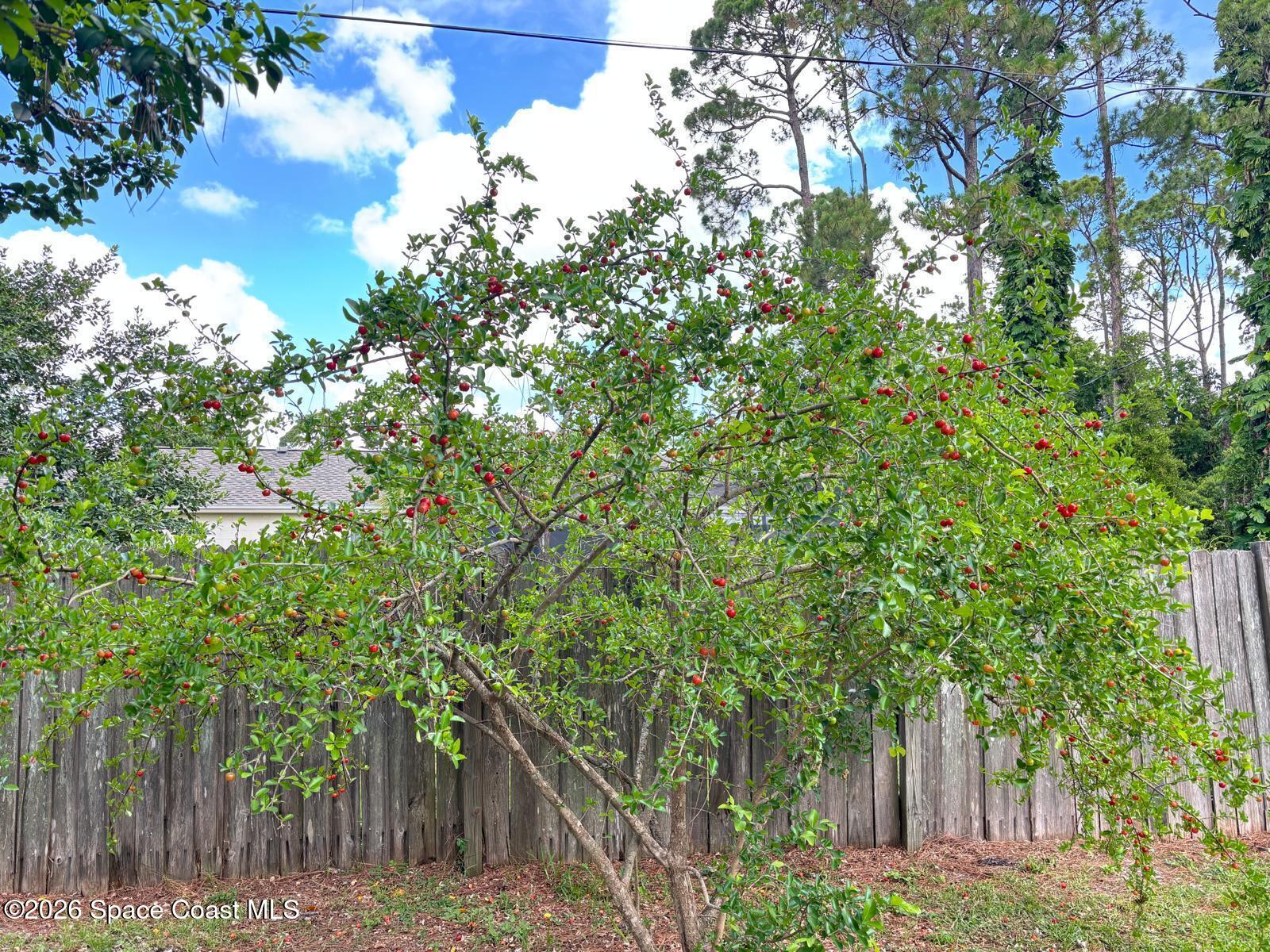 6398 Cable Avenue Cocoa, FL 32927 - Photo 30 of 30 a backyard of a house with lots of trees