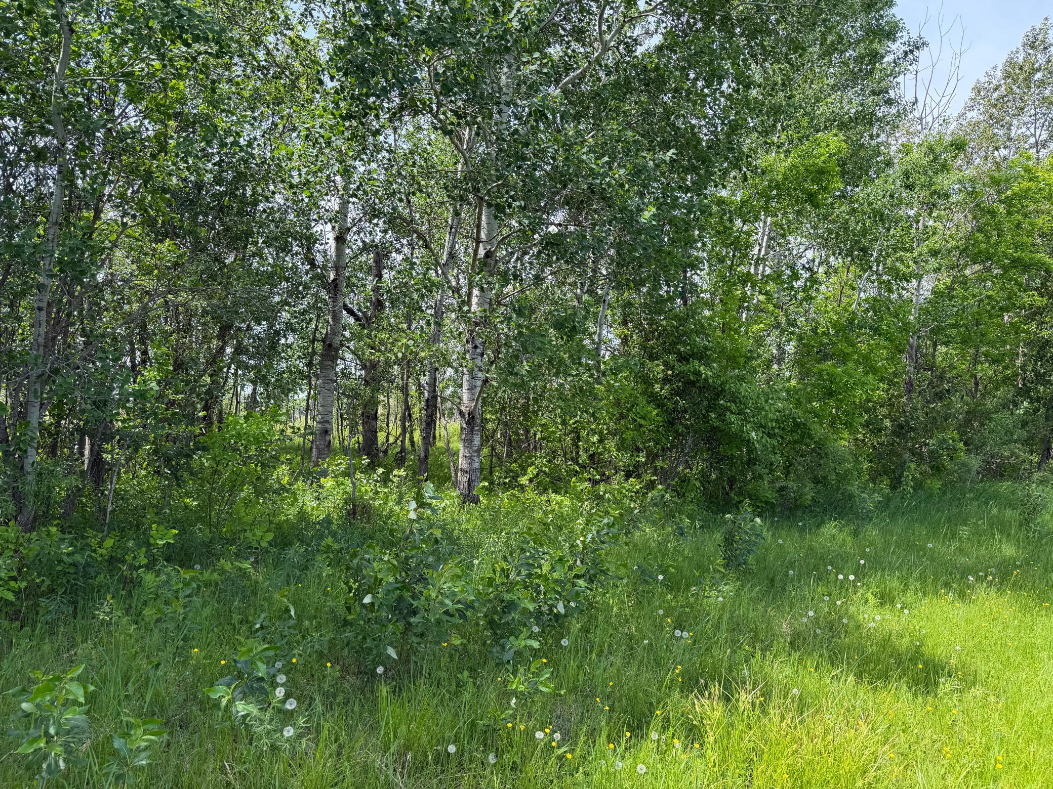 Tbd-b 180th Street Milaca, MN 56353 - Photo 19 of 80