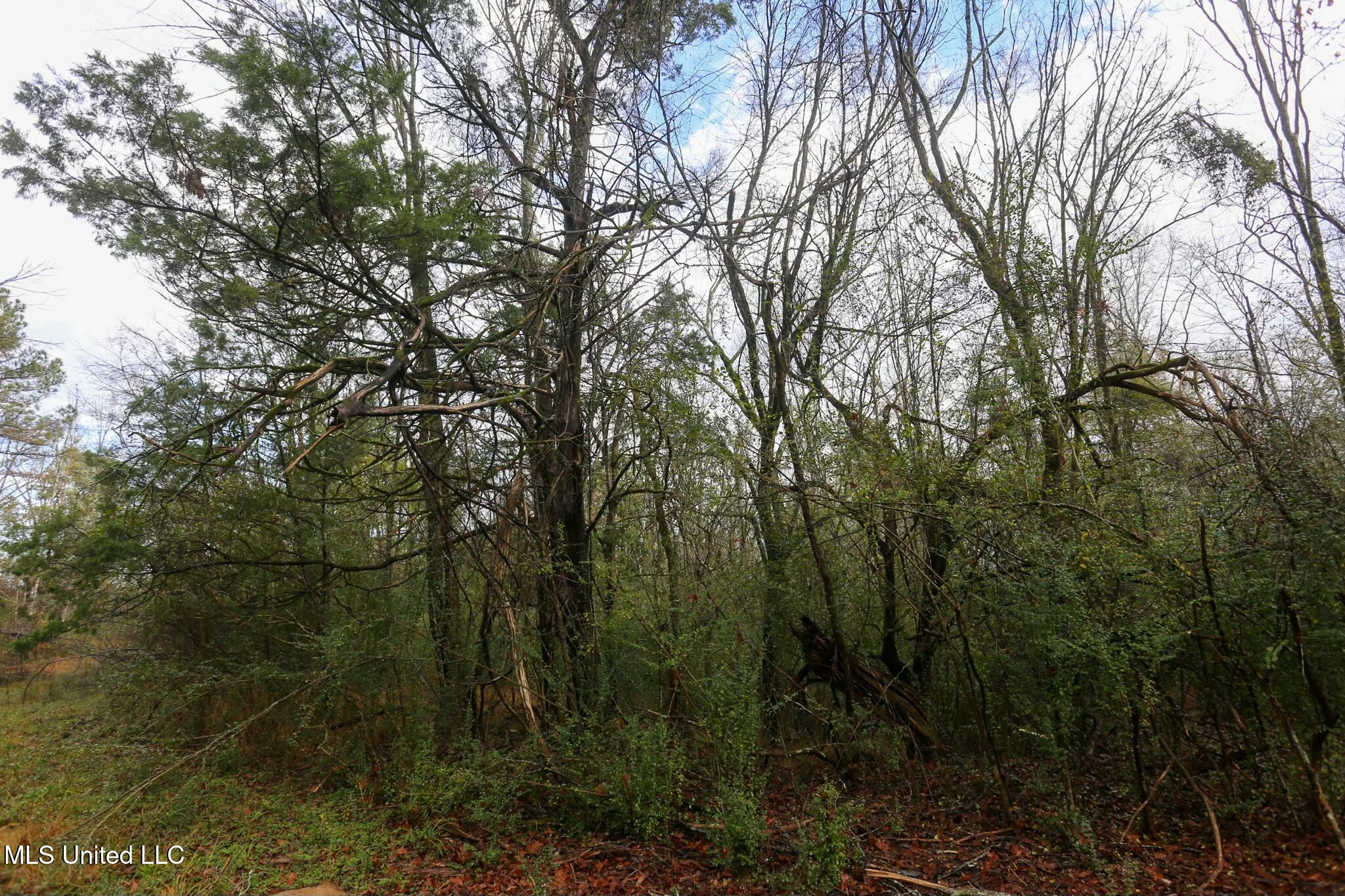 Learned Road Raymond, MS 39154 - Photo 10 of 20 tempImageNwhHGO