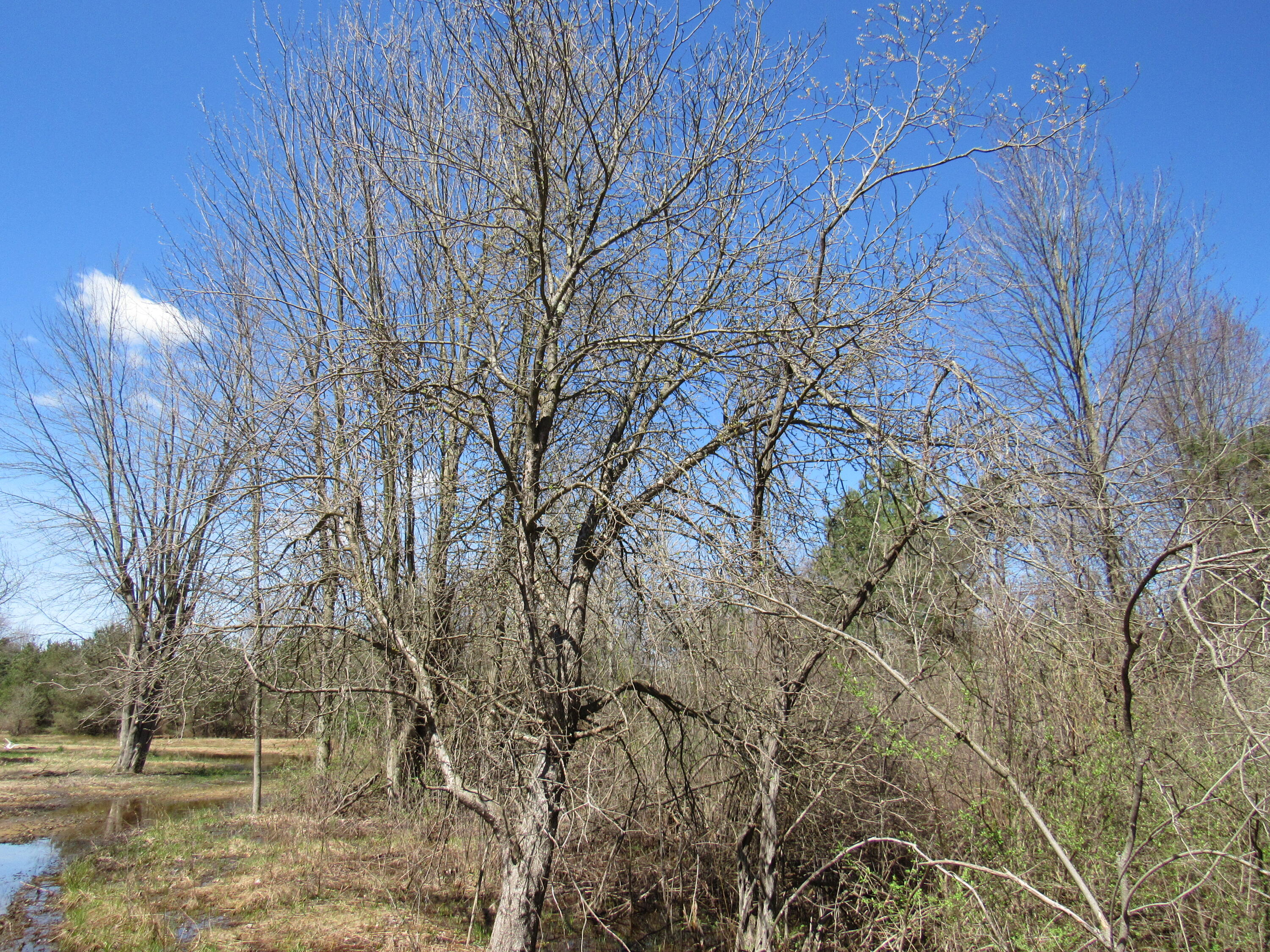 3889 Dalson Road Muskegon, MI 49445 - Photo 6 of 8 Beautiful Mixture of Trees
