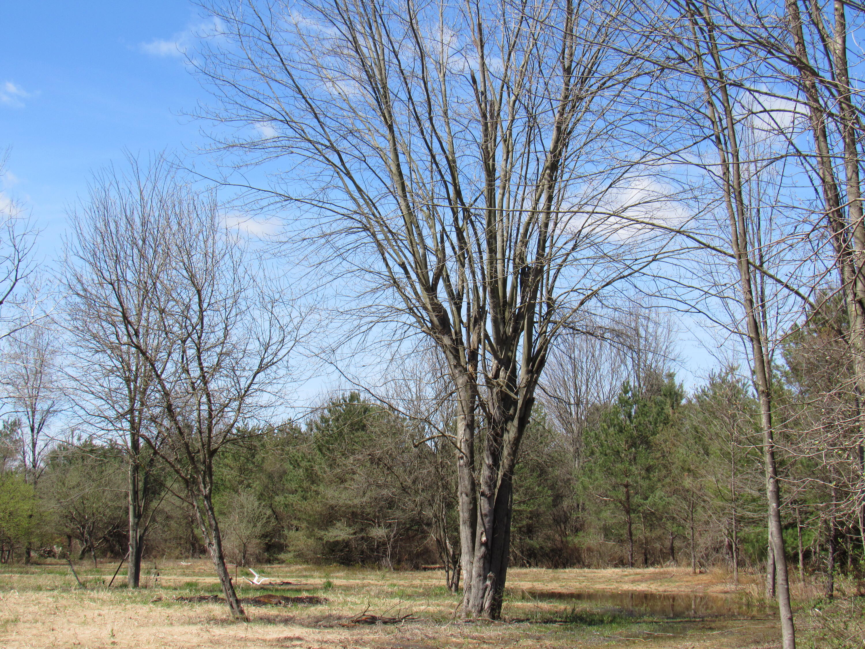 3889 Dalson Road Muskegon, MI 49445 - Photo 7 of 8 5.5 acres with a pond