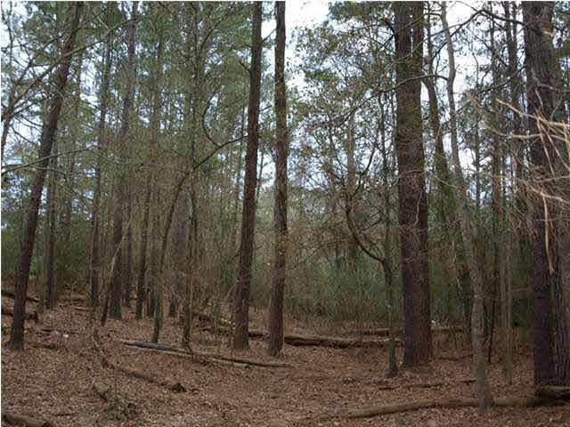 87 Archie Road Mount Olive, MS 39119 - Photo 24 of 25 Photo 24