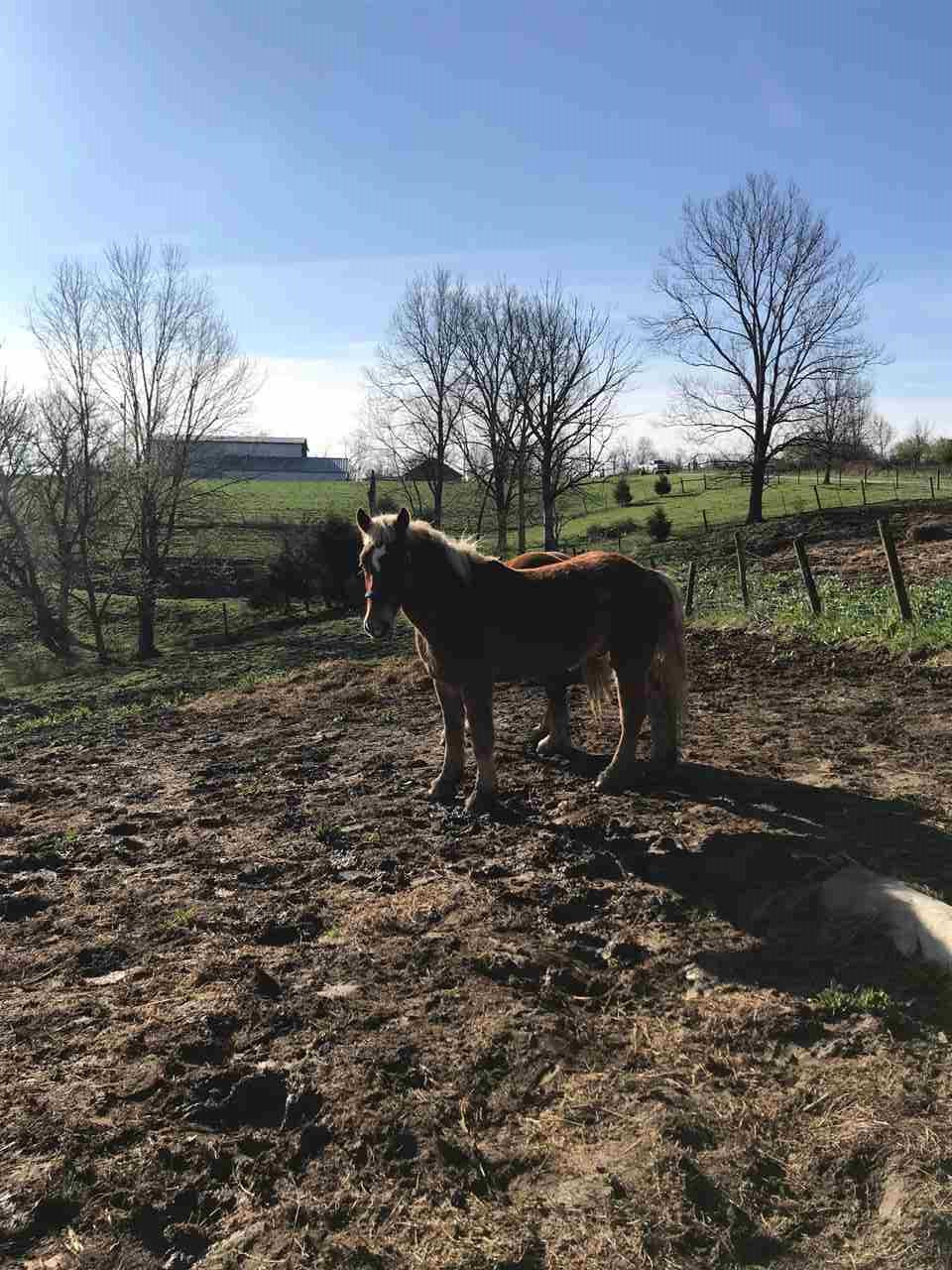 19.95 Simpson Ridge Road Williamstown, KY 41097 - Photo 14 of 17