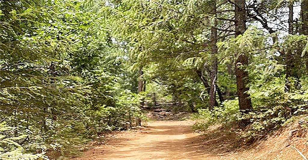 a view of a tree in a yard