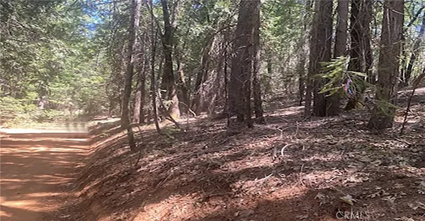a view of a forest with trees