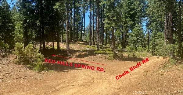 a view of a forest with trees