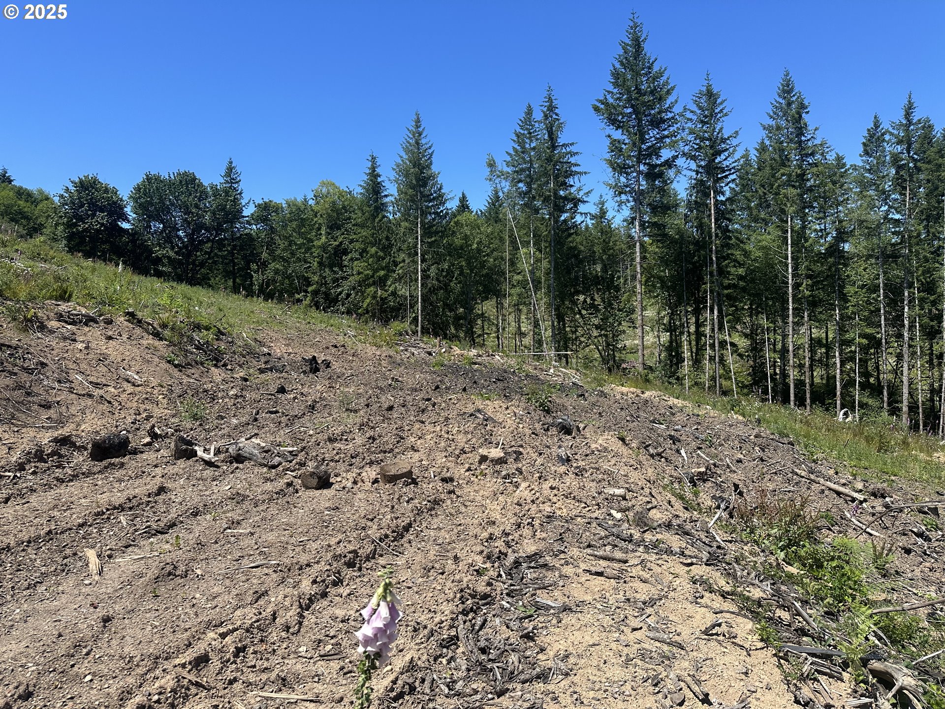 0 Kalama River Road, Unit B Kalama, WA 98625 - Photo 11 of 14 a view of a yard with trees in the background