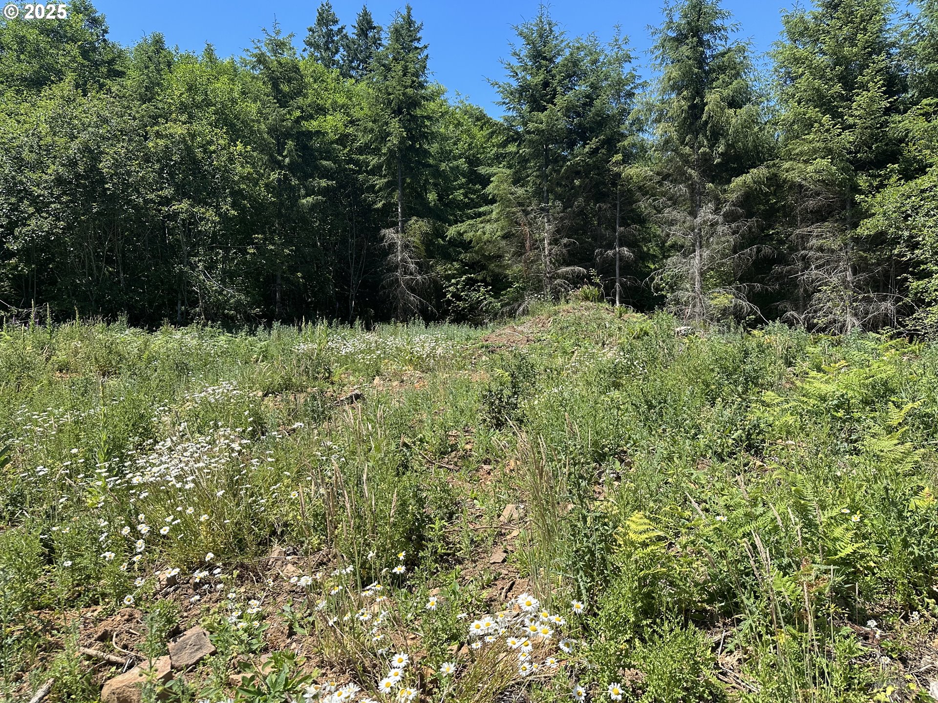 0 Kalama River Road, Unit B Kalama, WA 98625 - Photo 13 of 14 a view of a yard