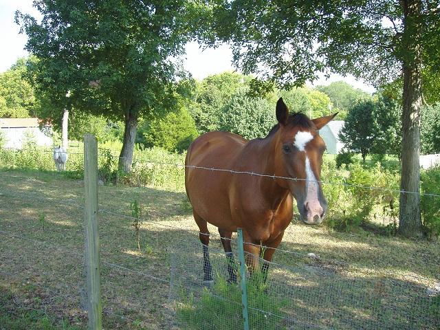 997 Hamilton Chambers Road Lebanon, TN 37087 - Photo 12 of 12 OK, the horses were just fun to take pictures of!!