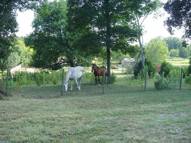 997 Hamilton Chambers Road Lebanon, TN 37087 - Photo 4 of 12 Two friendly horses are currently grazing the fields. Much of the property is already fenced for horses.
