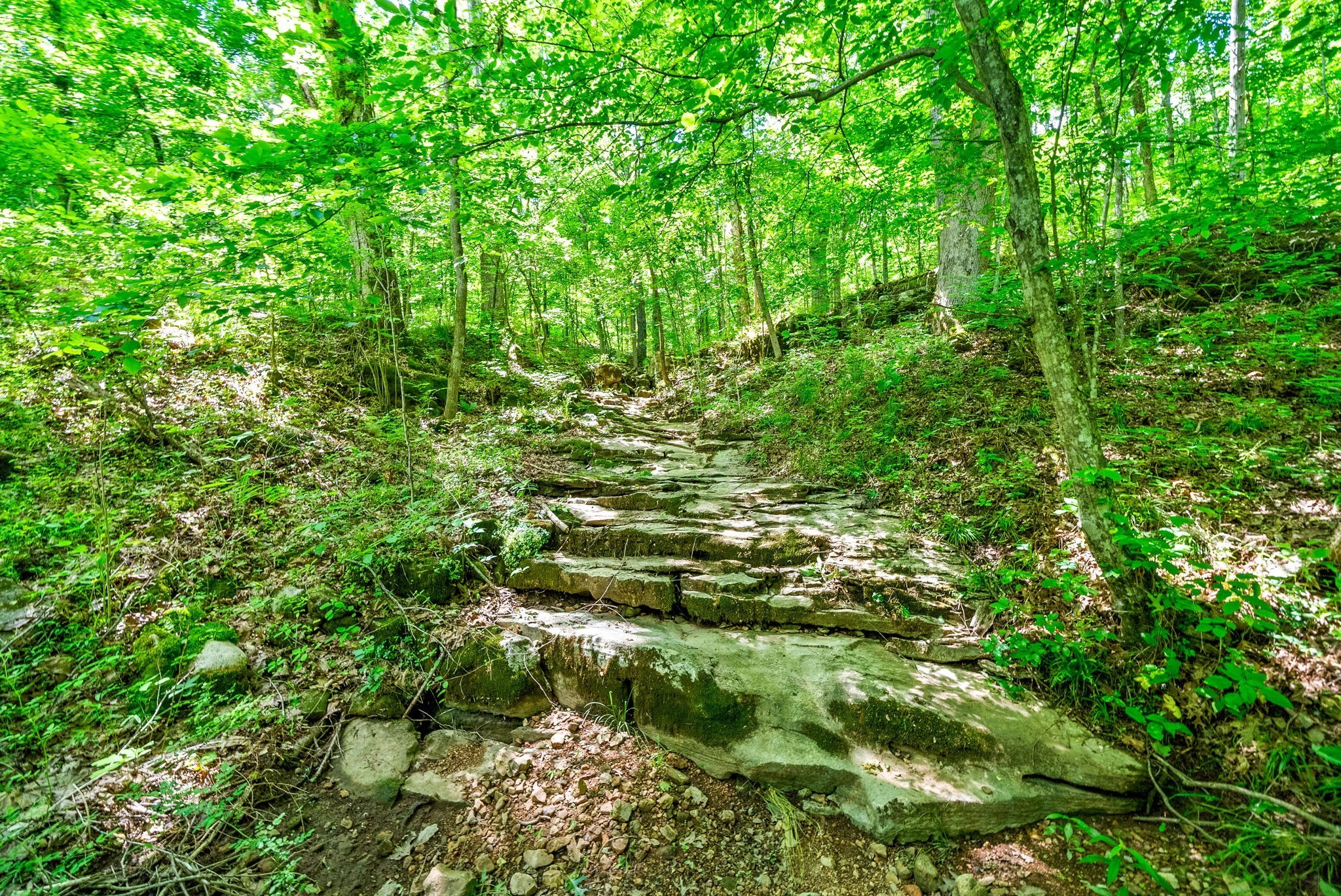 3712 Budds Creek Road Palmyra, TN 37142 - Photo 44 of 100 a view of a lush green forest