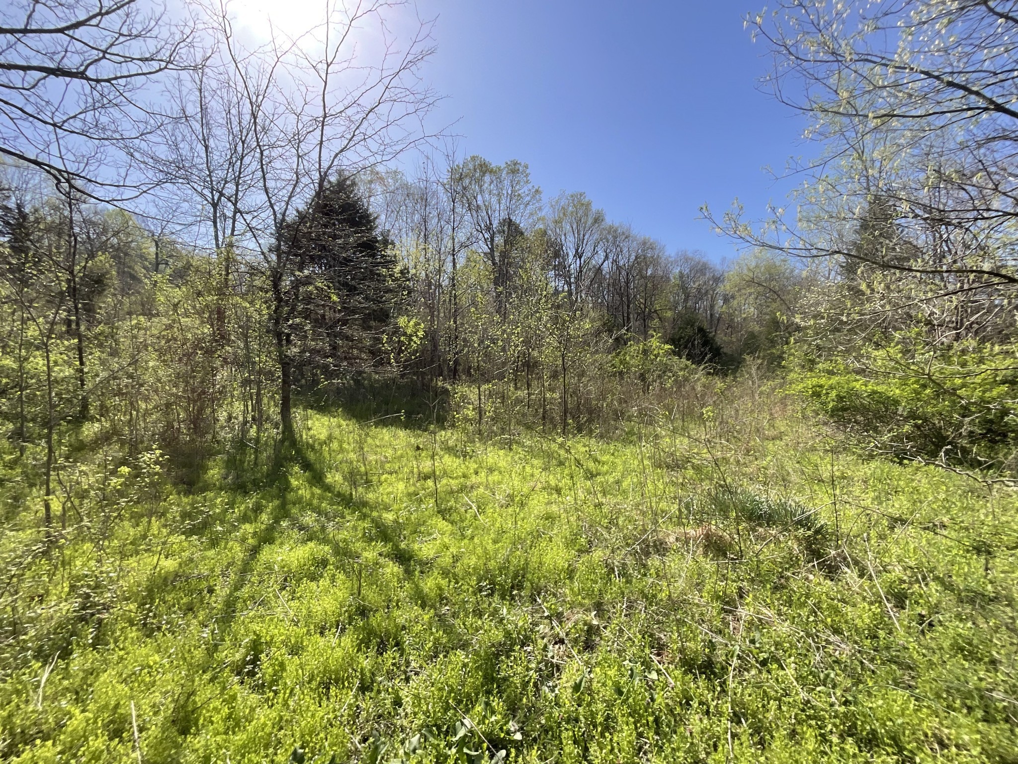 3712 Budds Creek Road Palmyra, TN 37142 - Photo 53 of 100 a view of a yard with large trees