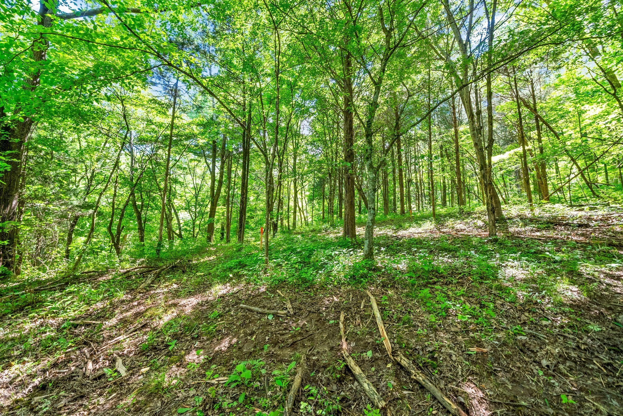 3712 Budds Creek Road Palmyra, TN 37142 - Photo 54 of 100 a view of yard with green space