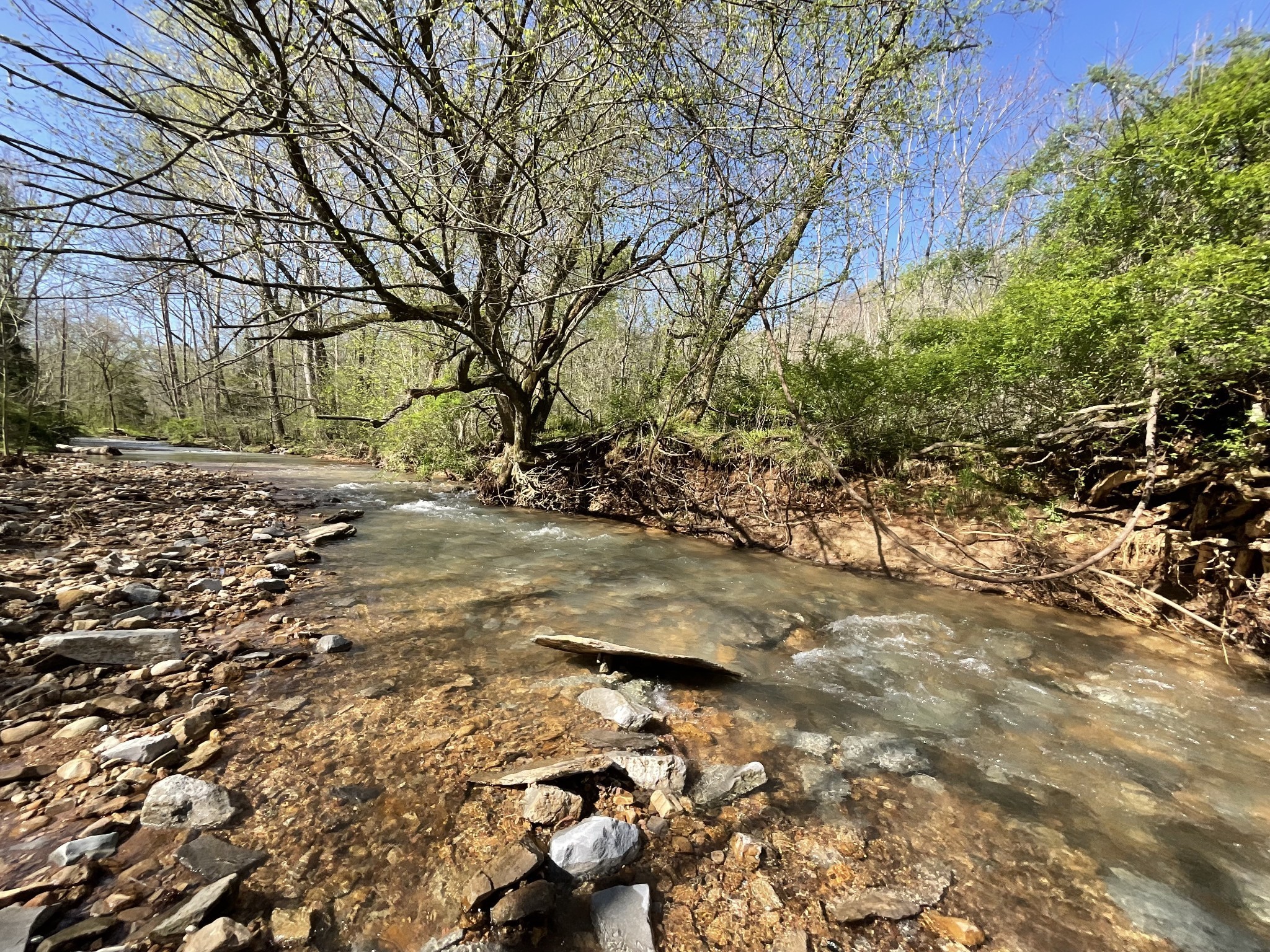 3712 Budds Creek Road Palmyra, TN 37142 - Photo 73 of 100 a view of dirt yard with a large tree