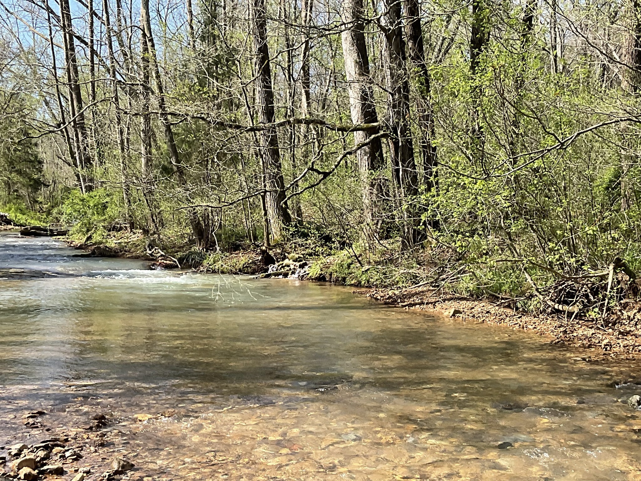 3712 Budds Creek Road Palmyra, TN 37142 - Photo 82 of 100 a view of ocean with large trees