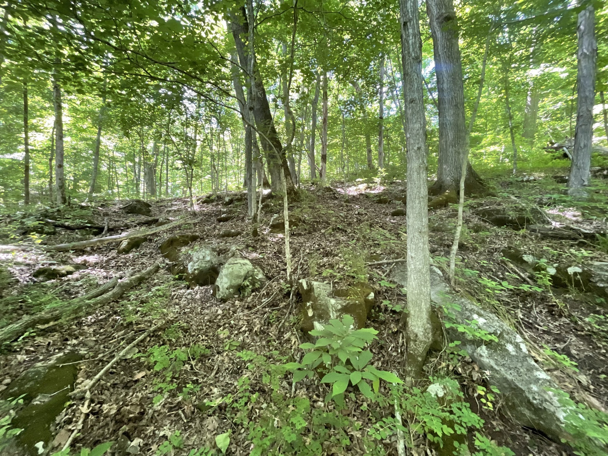 3712 Budds Creek Road Palmyra, TN 37142 - Photo 91 of 100 a view of a forest with trees