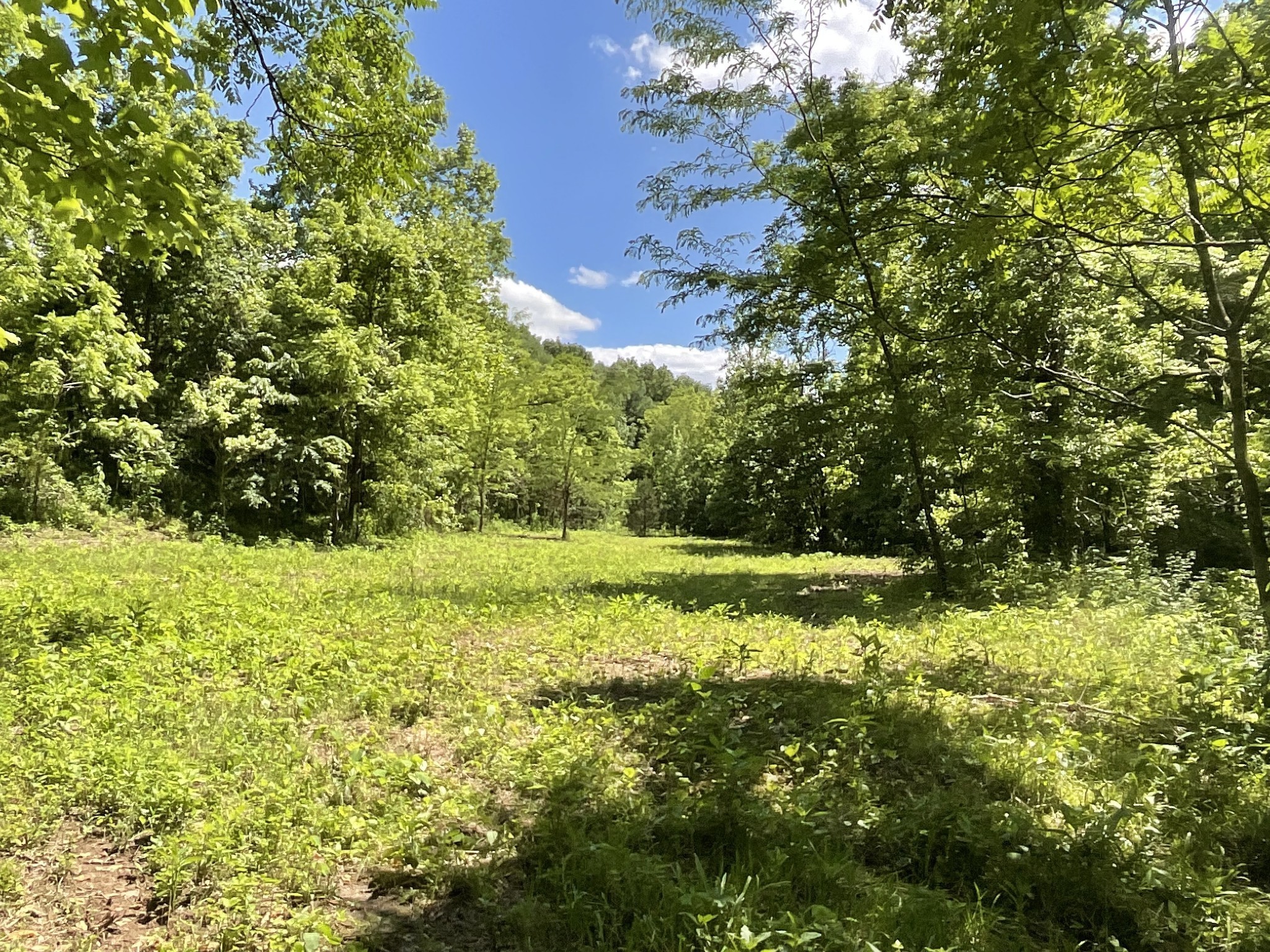 3712 Budds Creek Road Palmyra, TN 37142 - Photo 97 of 100