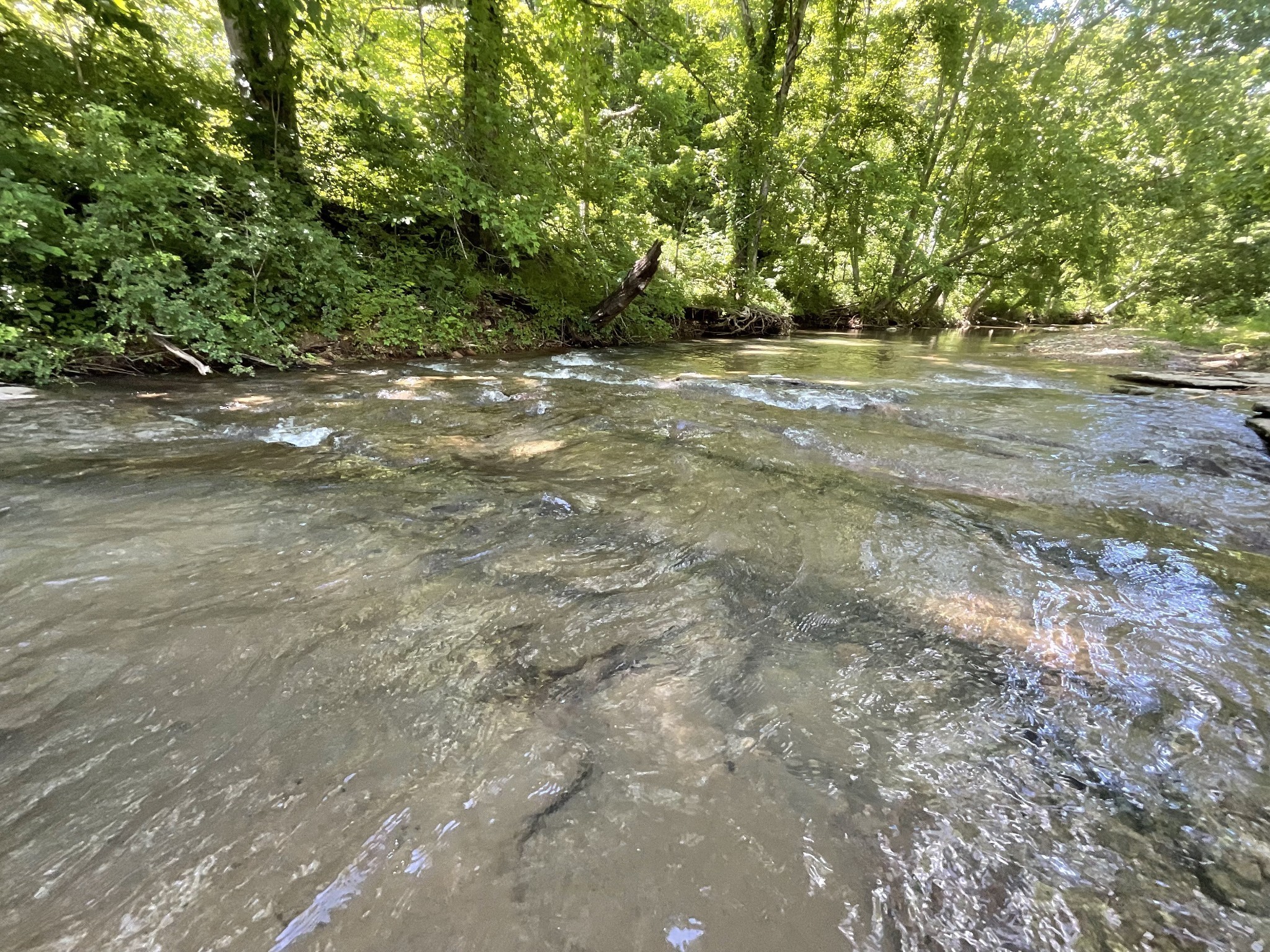 3712 Budds Creek Road Palmyra, TN 37142 - Photo 98 of 100