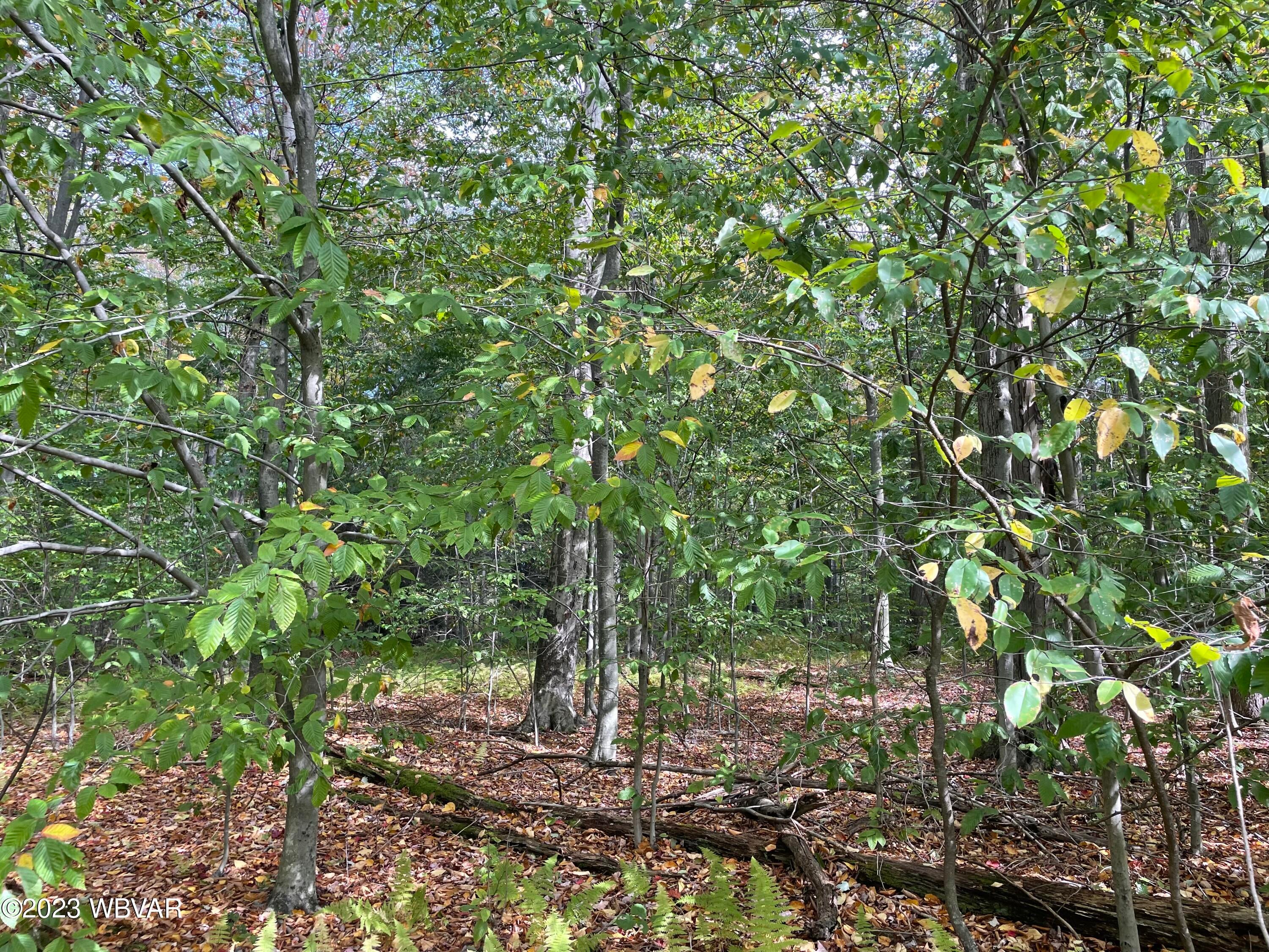 0 Beech Ridge Road Trout Run, PA 17771 - Photo 2 of 3 Gallery Image 2