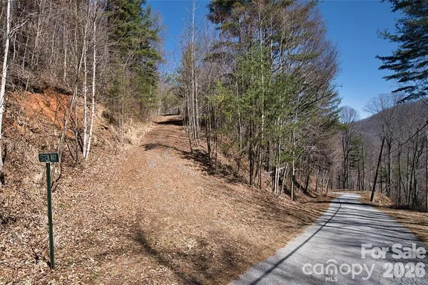a view of a forest with trees