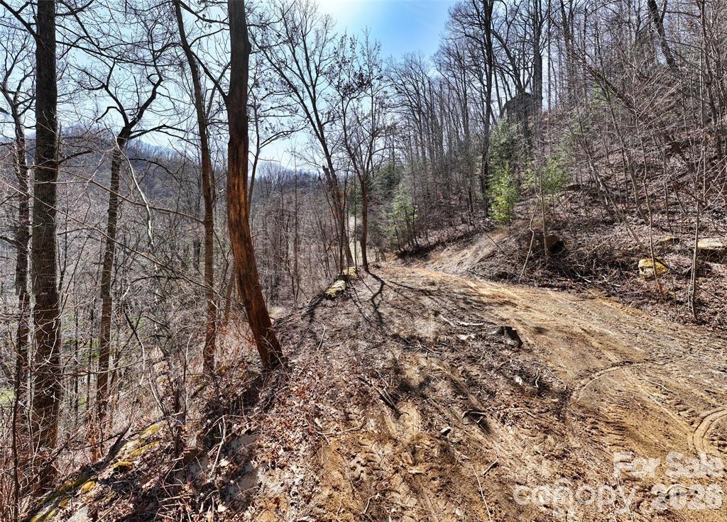 99999 Green Ridge Falls Road, Unit 17 Barnardsville, NC 28709 - Photo 5 of 15 a view of a forest that has large trees