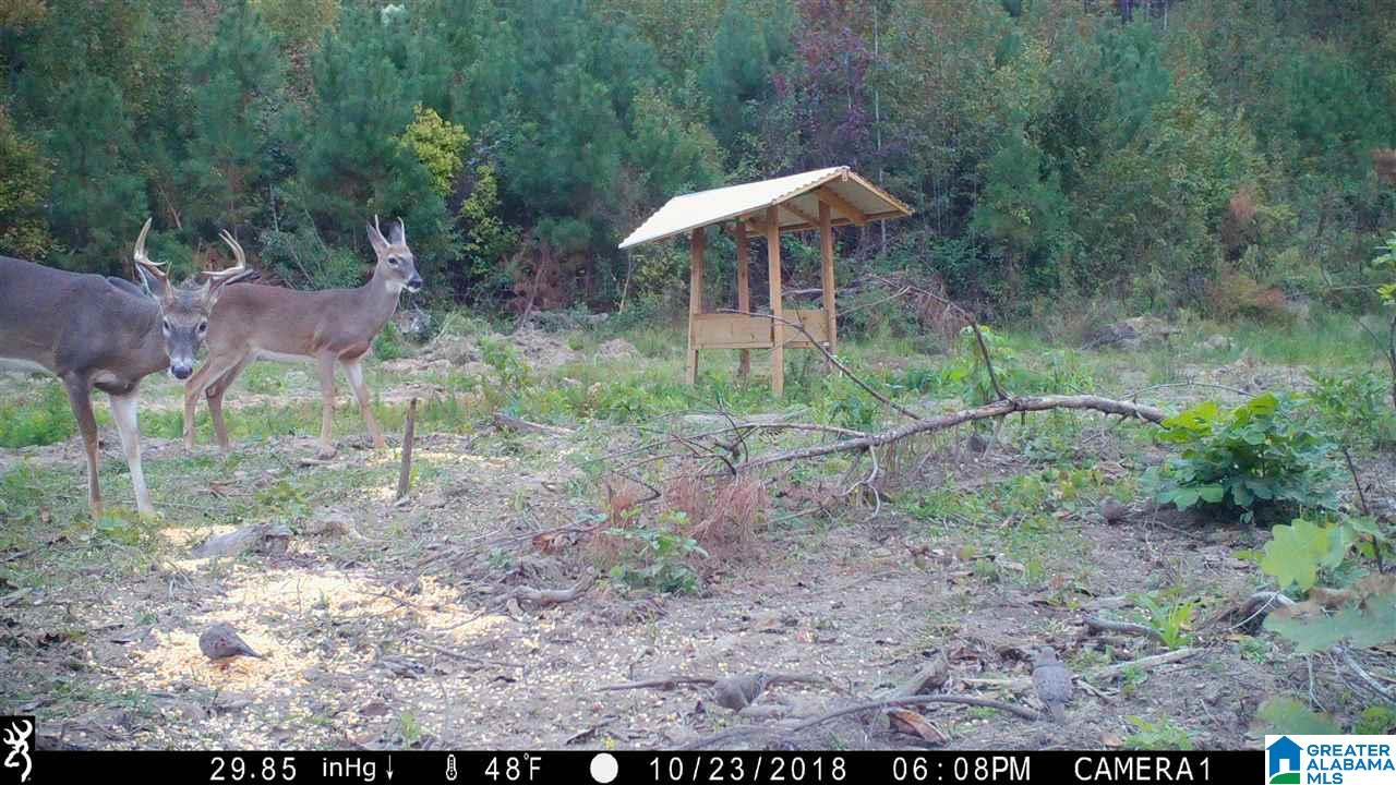 0 Bulldog Bend Road Brierfield, AL 35035 - Photo 9 of 32