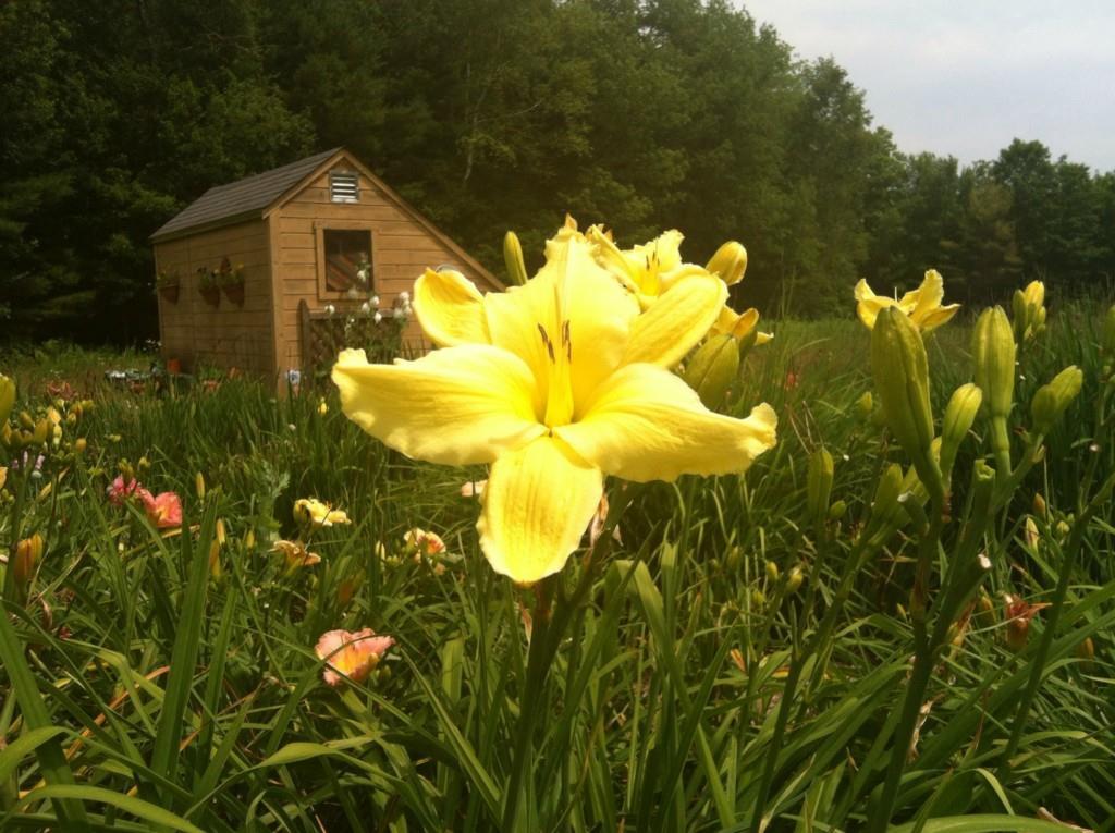 107 Brown Road Durham, ME 04222 - Photo 3 of 35 Summer flowers are preparing to pop...