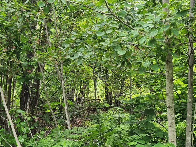 $129,000 | Lot B Lot B Blackberry Lane, Buckfield, ME 04220