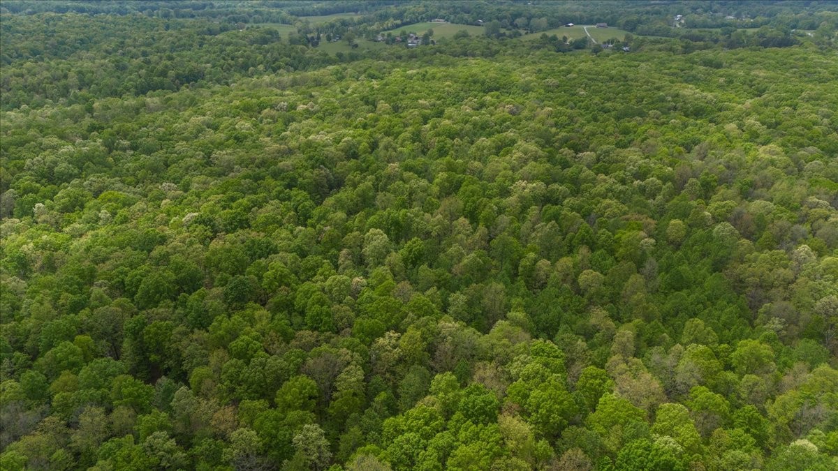 0 Indian Creek Road McEwen, TN 37101 - Photo 15 of 32 a view of a big yard with plants and large trees