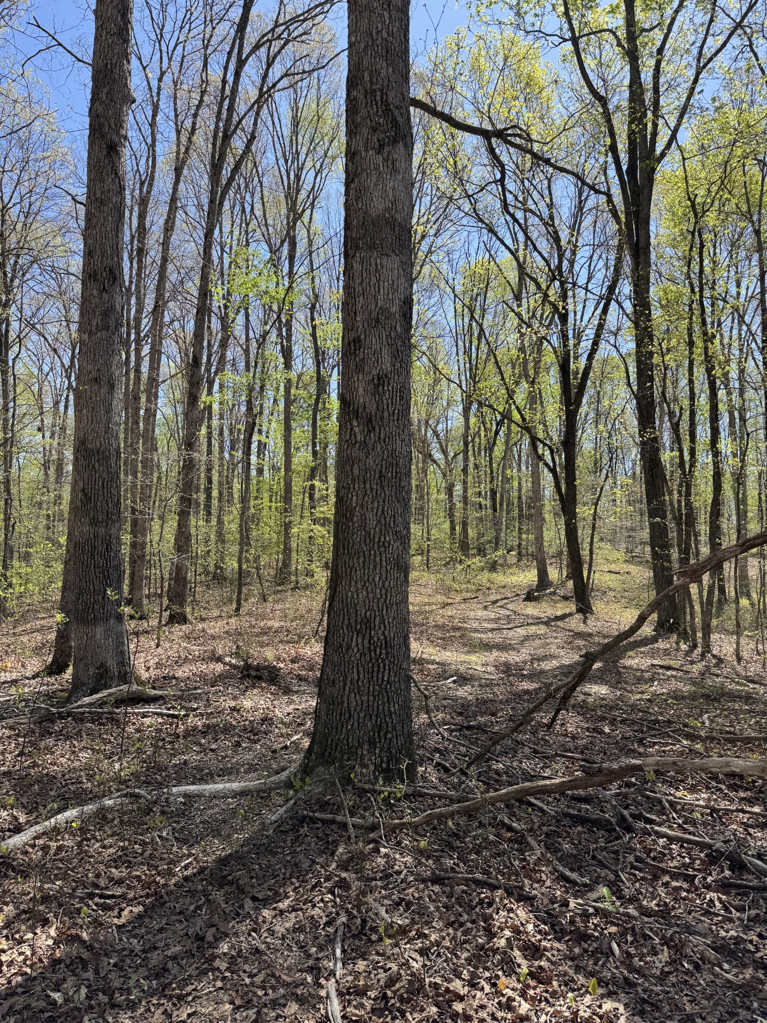 0 Indian Creek Road McEwen, TN 37101 - Photo 21 of 32 a view of a yard with trees