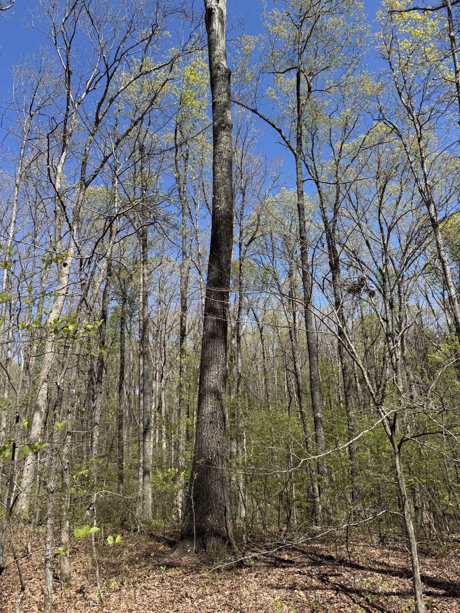 0 Indian Creek Road McEwen, TN 37101 - Photo 22 of 32 a backyard of a building