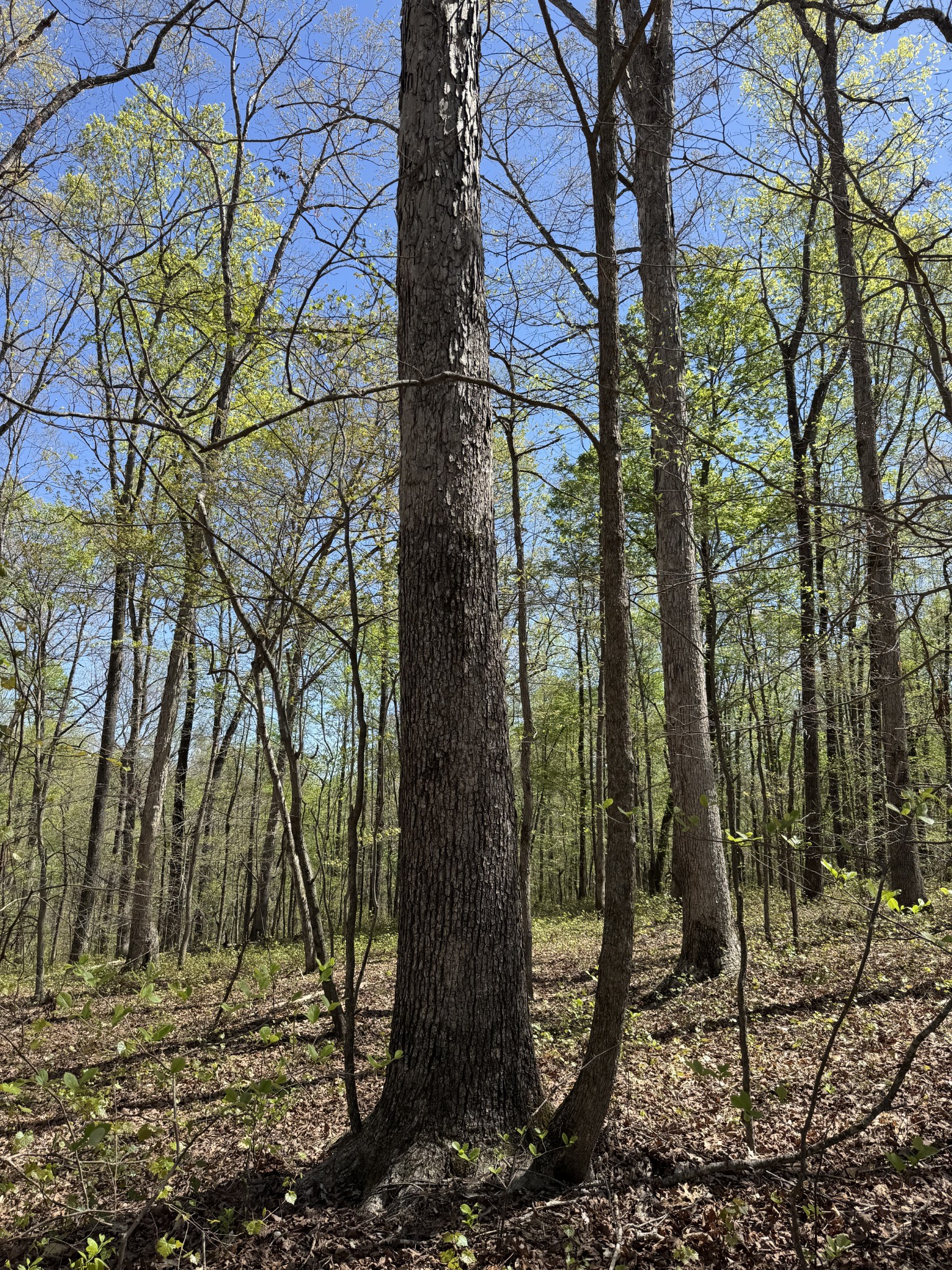 0 Indian Creek Road McEwen, TN 37101 - Photo 23 of 32