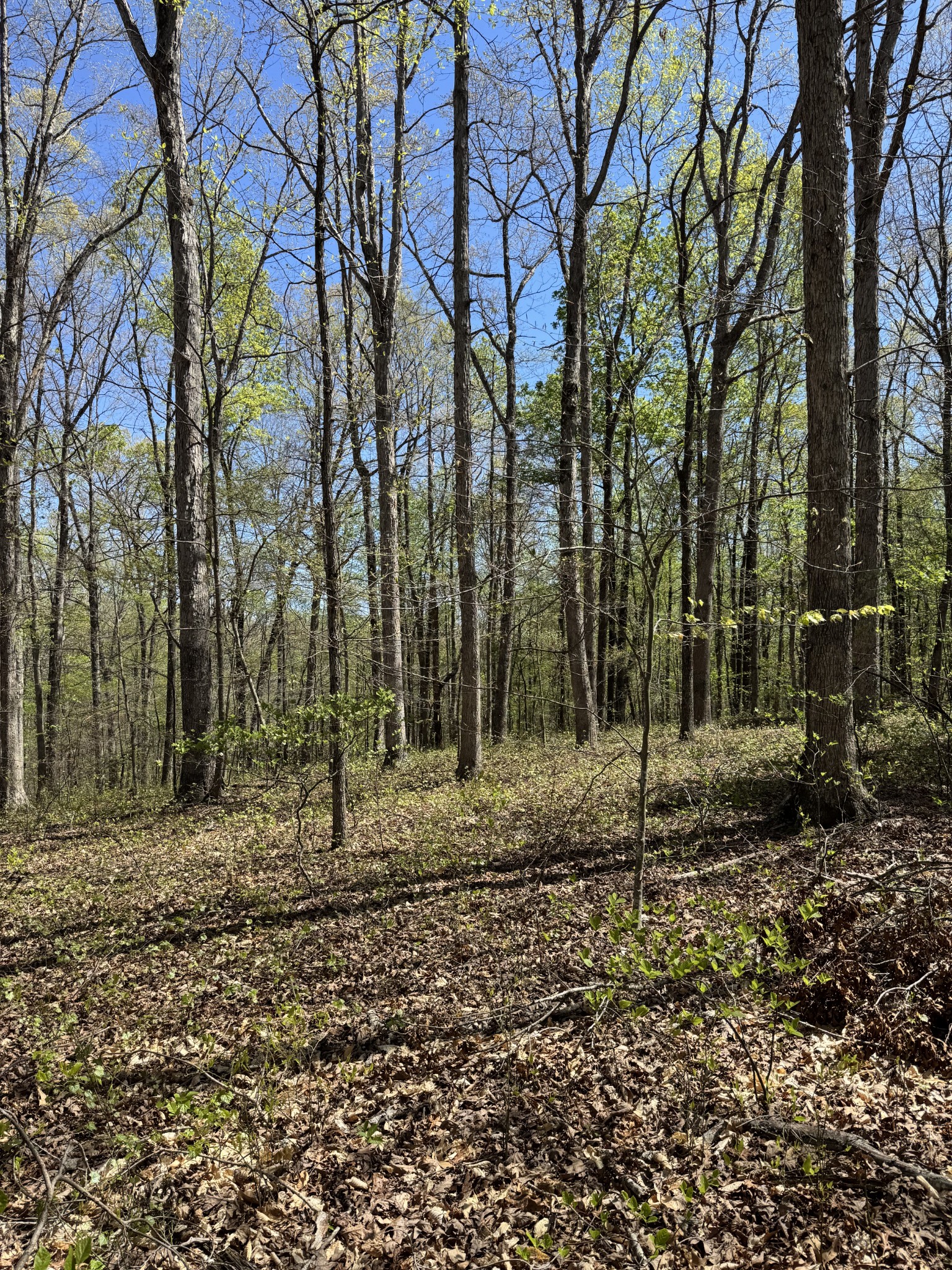 0 Indian Creek Road McEwen, TN 37101 - Photo 24 of 32 a backyard of a house with lots of green space