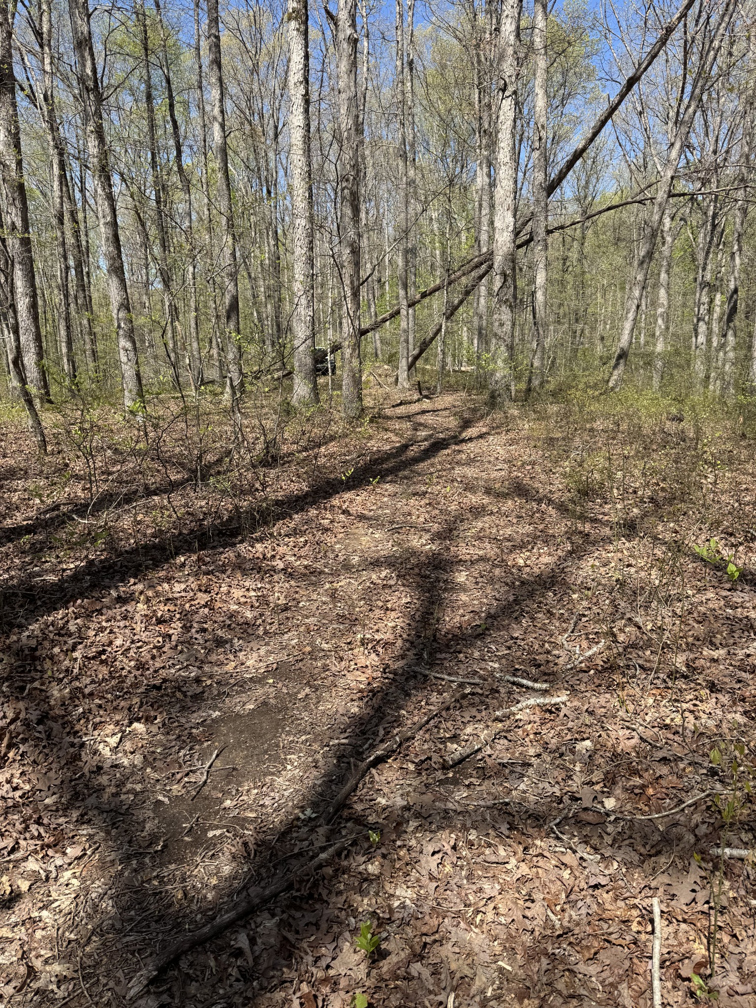 0 Indian Creek Road McEwen, TN 37101 - Photo 25 of 32 a view of a yard with large trees