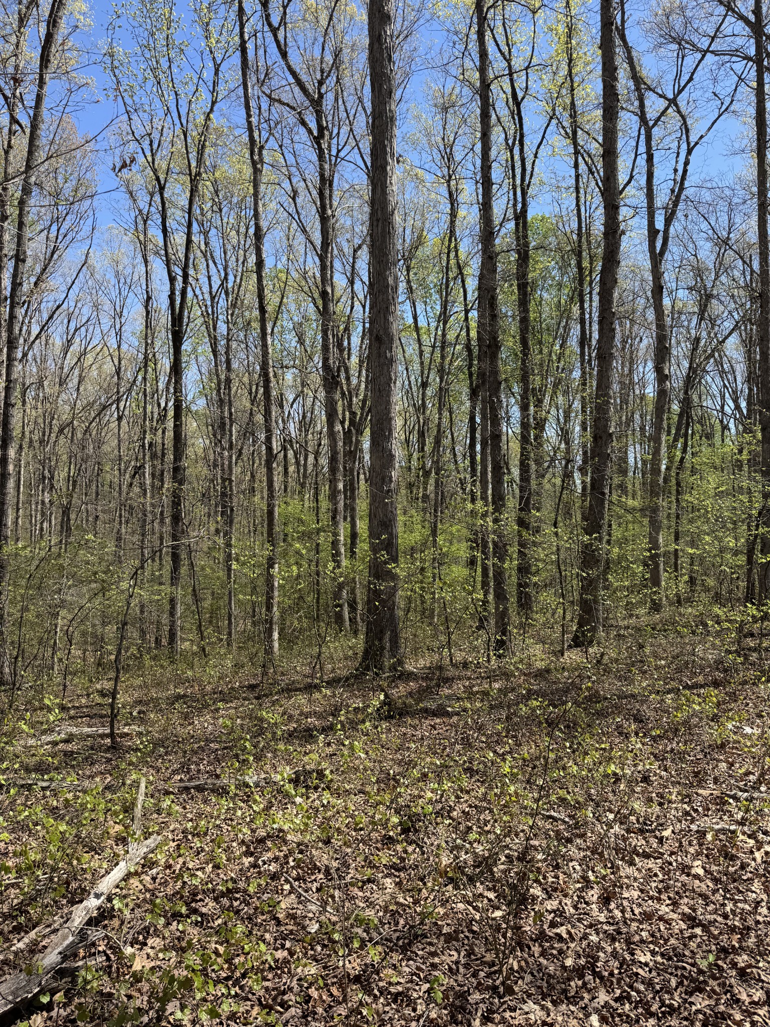 0 Indian Creek Road McEwen, TN 37101 - Photo 27 of 32 a view of outdoor space with lots of trees