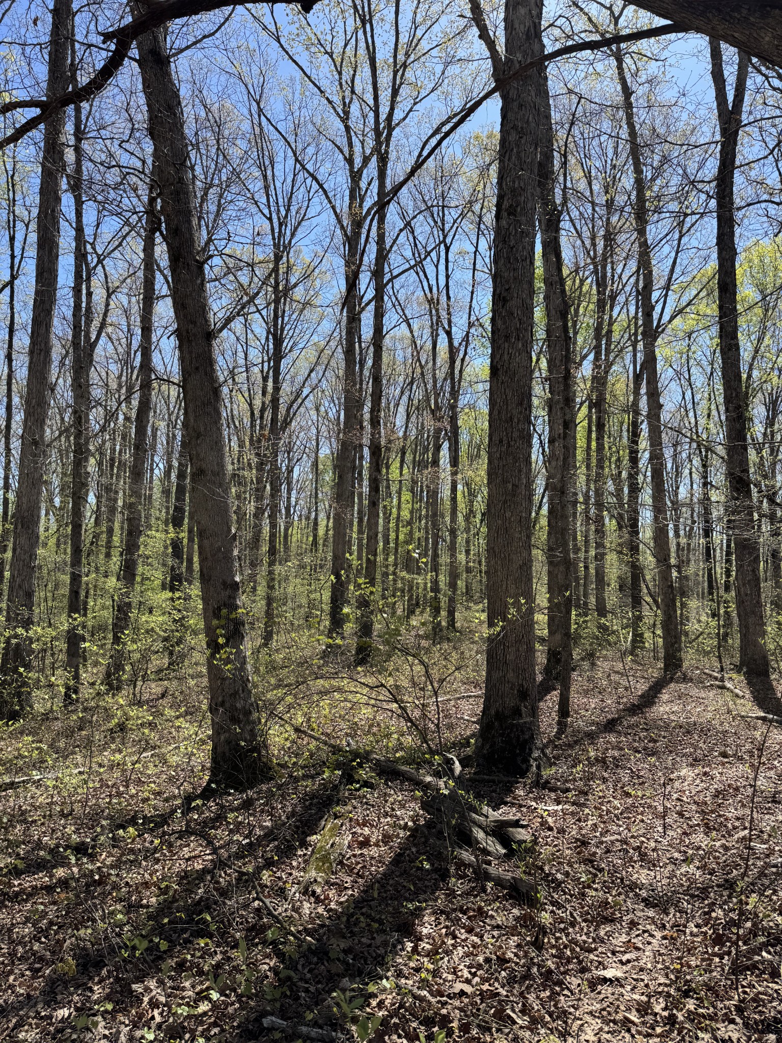 0 Indian Creek Road McEwen, TN 37101 - Photo 28 of 32 a backyard of a house with lots of green space