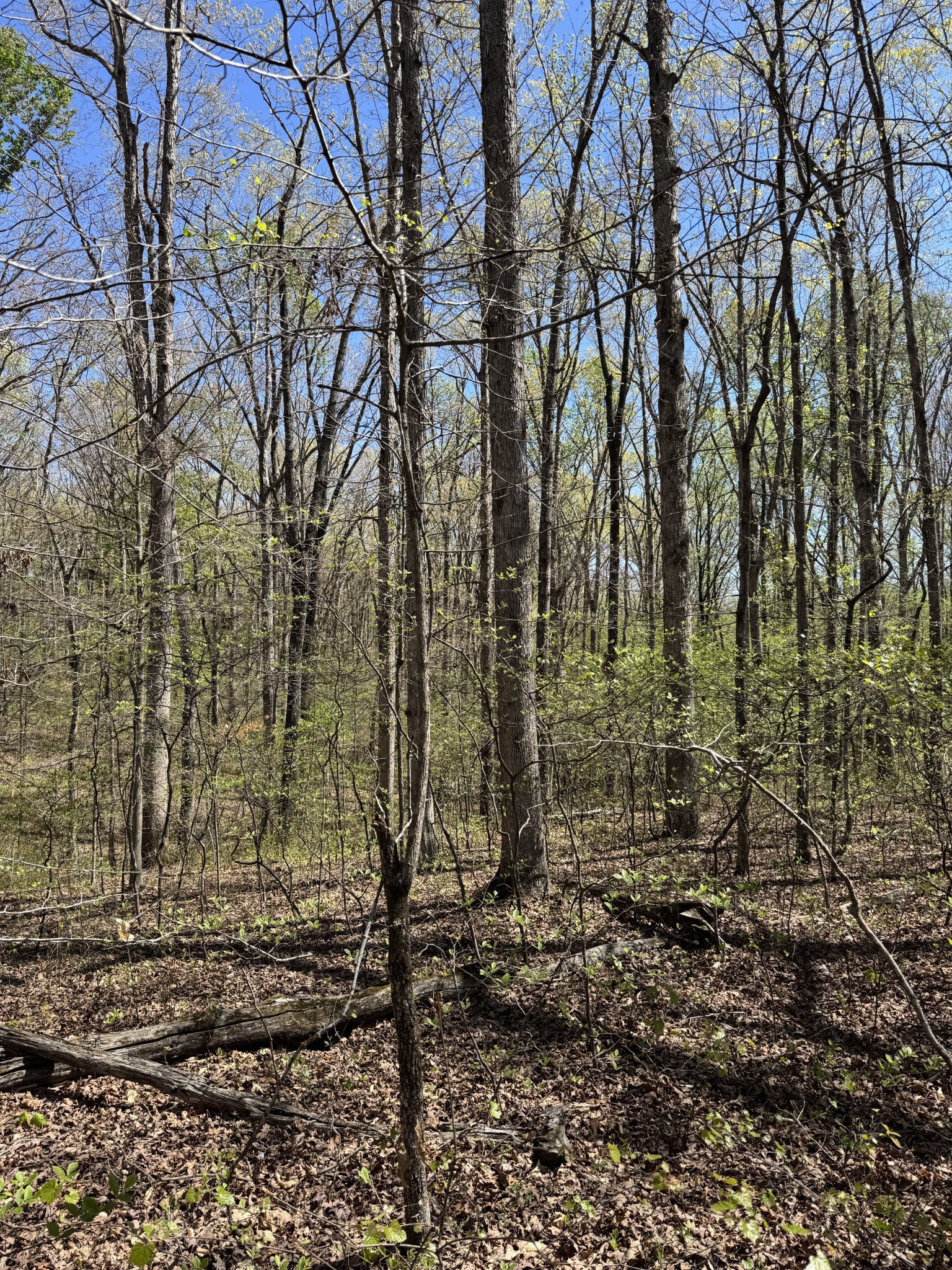 0 Indian Creek Road McEwen, TN 37101 - Photo 29 of 32 a view of a forest