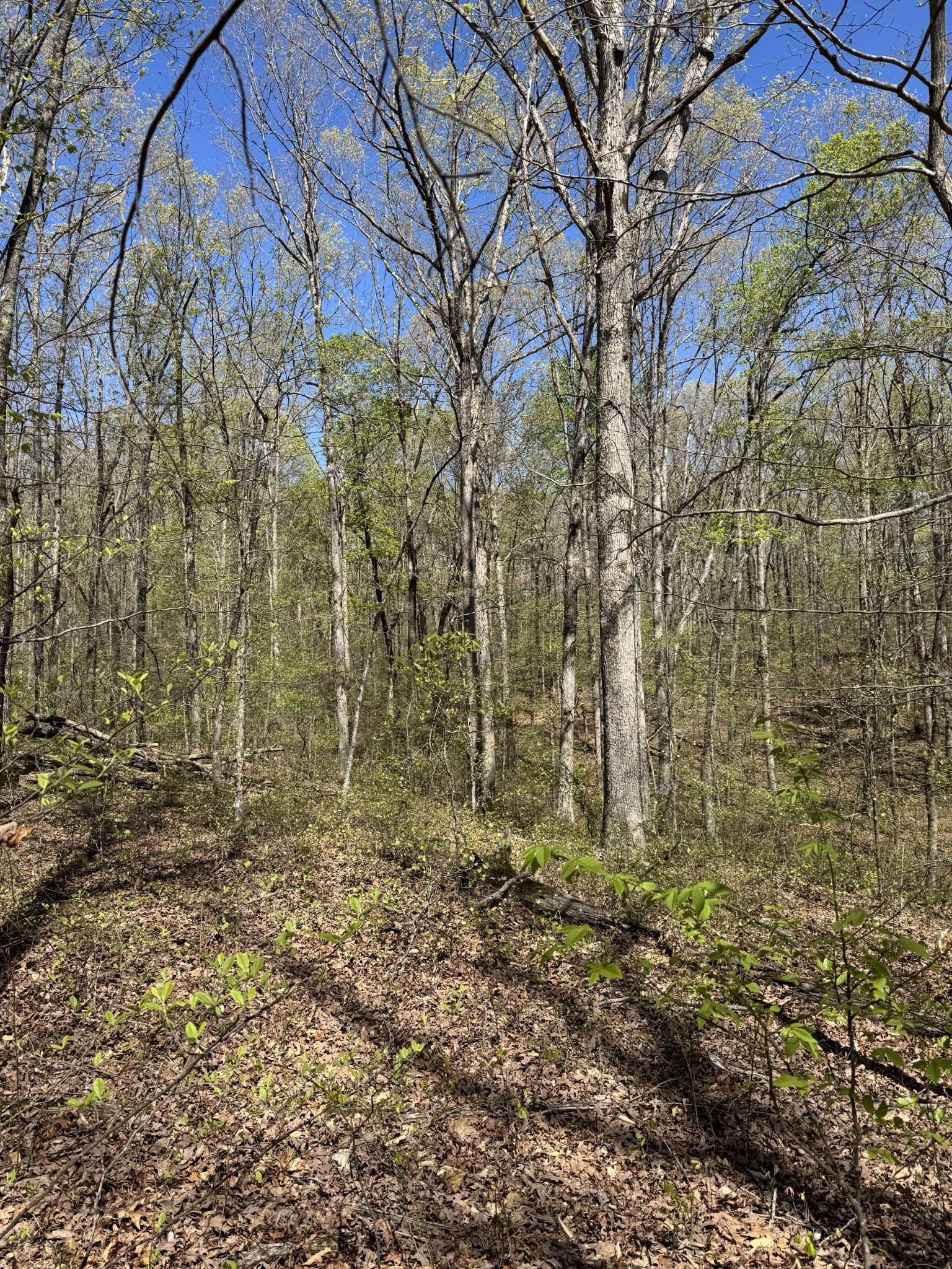 0 Indian Creek Road McEwen, TN 37101 - Photo 30 of 32