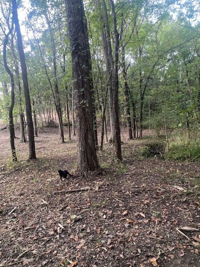 4243 Beech Log Road Lebanon, TN 37090 - Photo 28 of 36 a backyard of a house with lots of green space