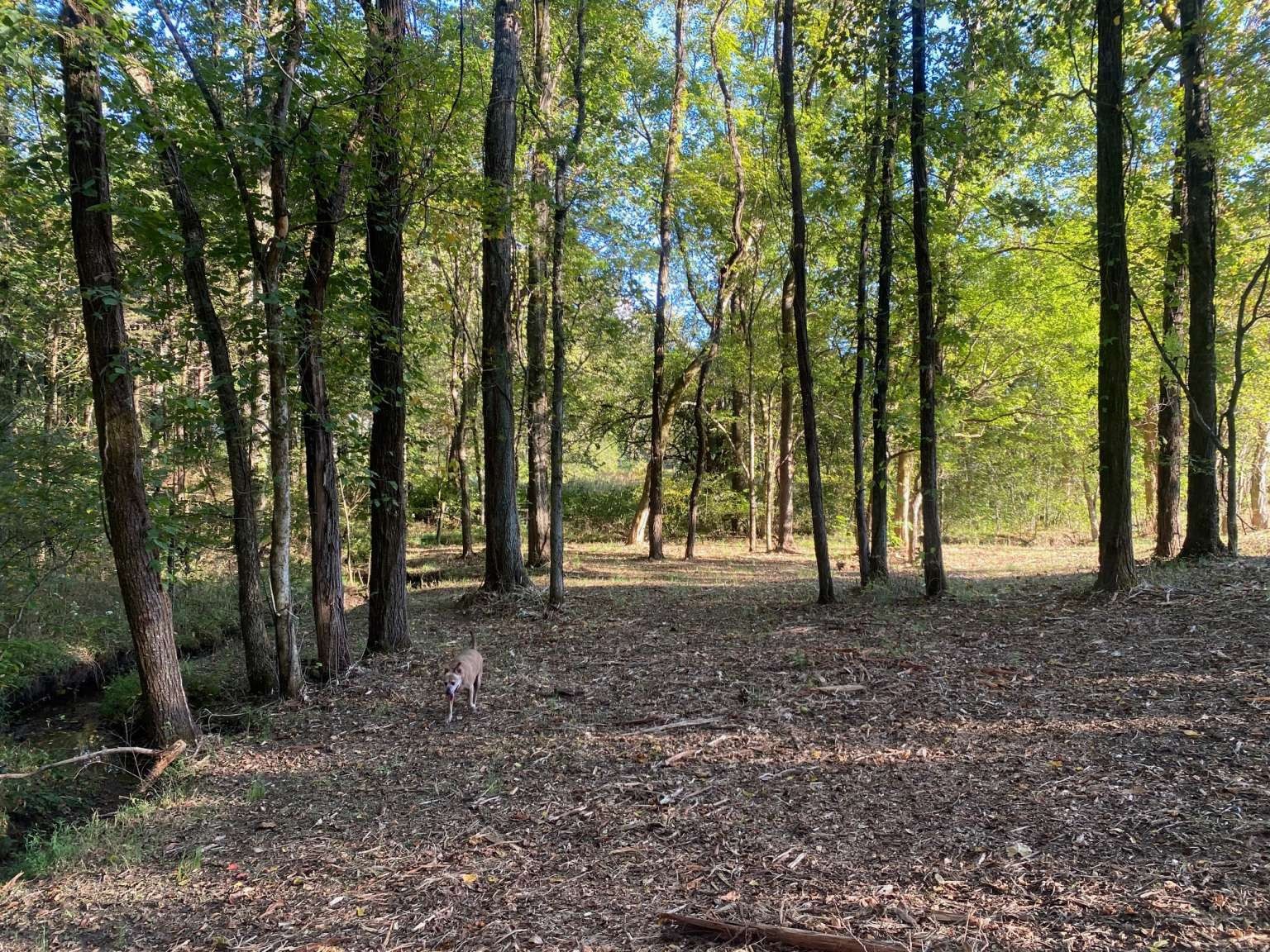 4243 Beech Log Road Lebanon, TN 37090 - Photo 32 of 36 a backyard of a house with lots of green space