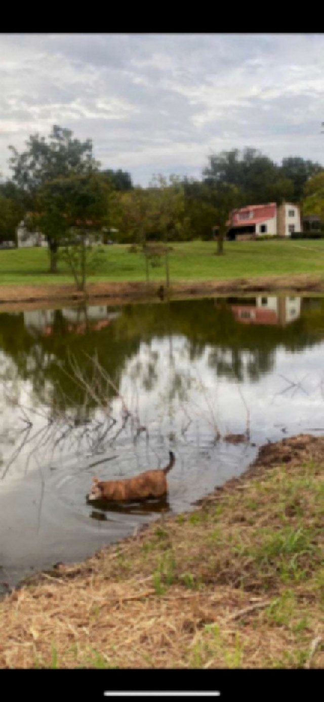 4243 Beech Log Road Lebanon, TN 37090 - Photo 4 of 36 a view of a lake from a yard