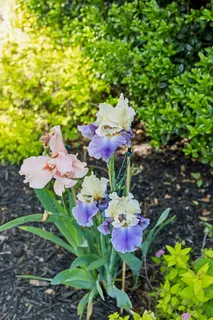 $1,595,000 | 9224 Sydney Lane, Brentwood, TN 37027