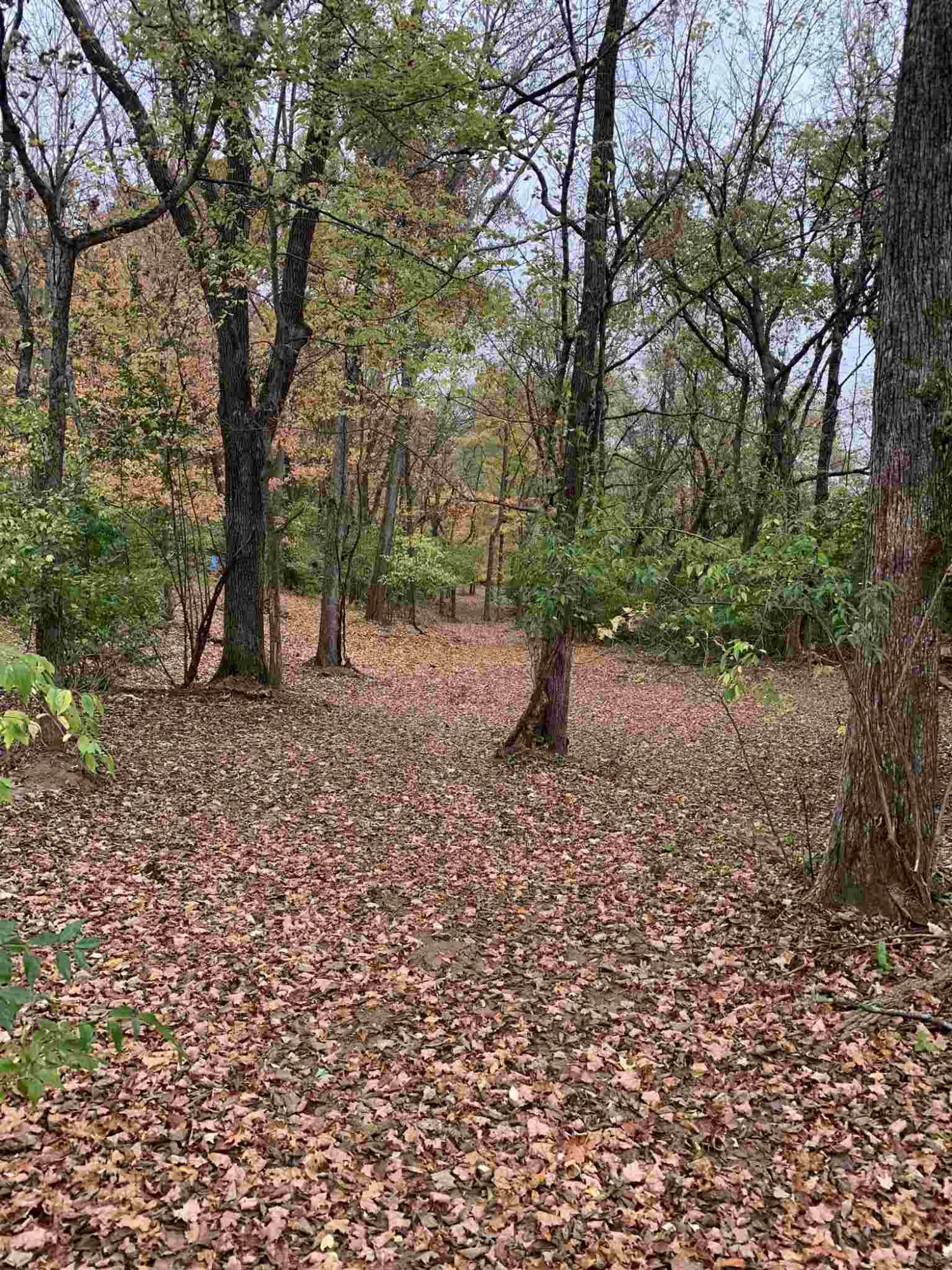 525 C Rice Road Latonia, KY 41015 - Photo 2 of 5