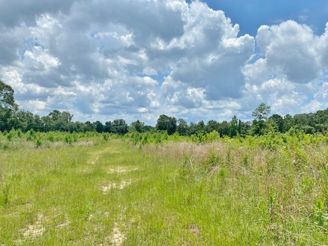 Tbd Vincetown Road Sandy Hook, MS 39478 - Photo 11 of 16 Photo 11