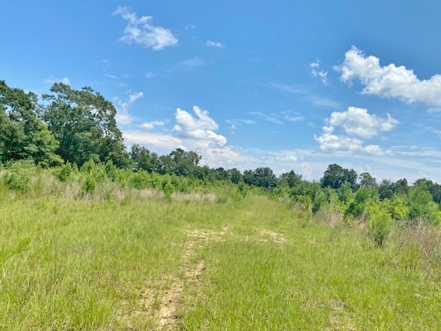 Tbd Vincetown Road Sandy Hook, MS 39478 - Photo 12 of 16 Photo 12