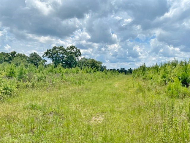 Tbd Vincetown Road Sandy Hook, MS 39478 - Photo 3 of 16 Photo 3