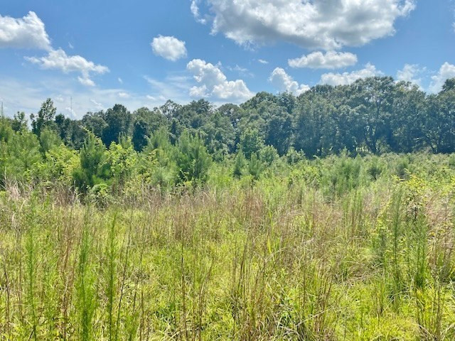 Tbd Vincetown Road Sandy Hook, MS 39478 - Photo 4 of 16 Photo 4